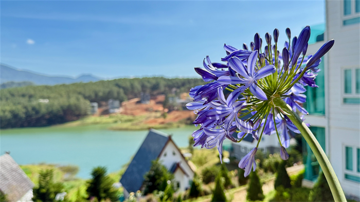 Resort Đầu Năm Tại Đà Lạt – Trải Nghiệm Nghỉ Dưỡng Mùa Xuân Tại Dalat Wonder Resort